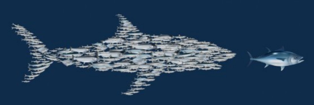 A school of fish shaped like a shark, chasing a tuna away